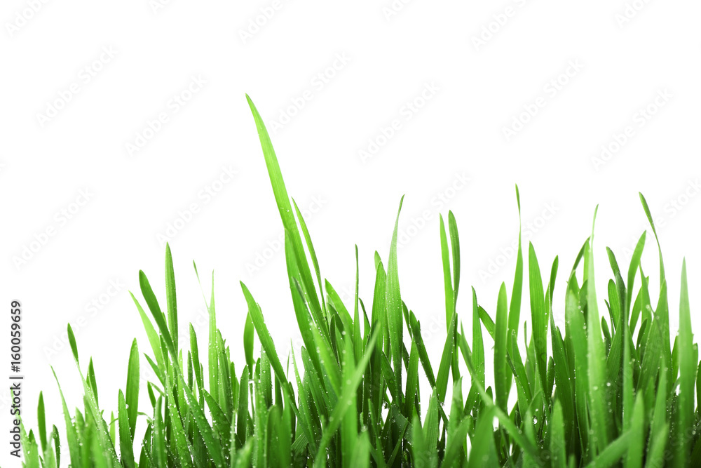Fresh green grass on white background Fresh green grass on white background
