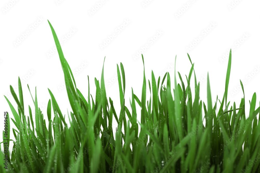 Fresh green grass on white background Fresh green grass on white background