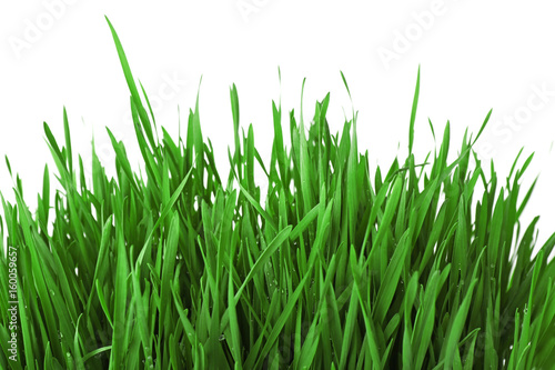 Fresh green grass on white background