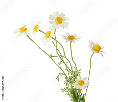 Wallpaper Mural Beautiful chamomile flowers on white background Torontodigital.ca