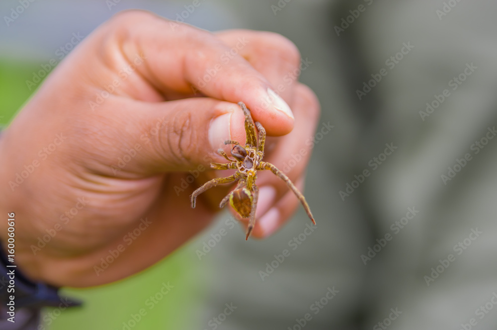 Obraz premium Hand holding rest of a small bug exoskeleton after transforming, inside of the amazon rainforest in Cuyabeno National Park, in Ecuador