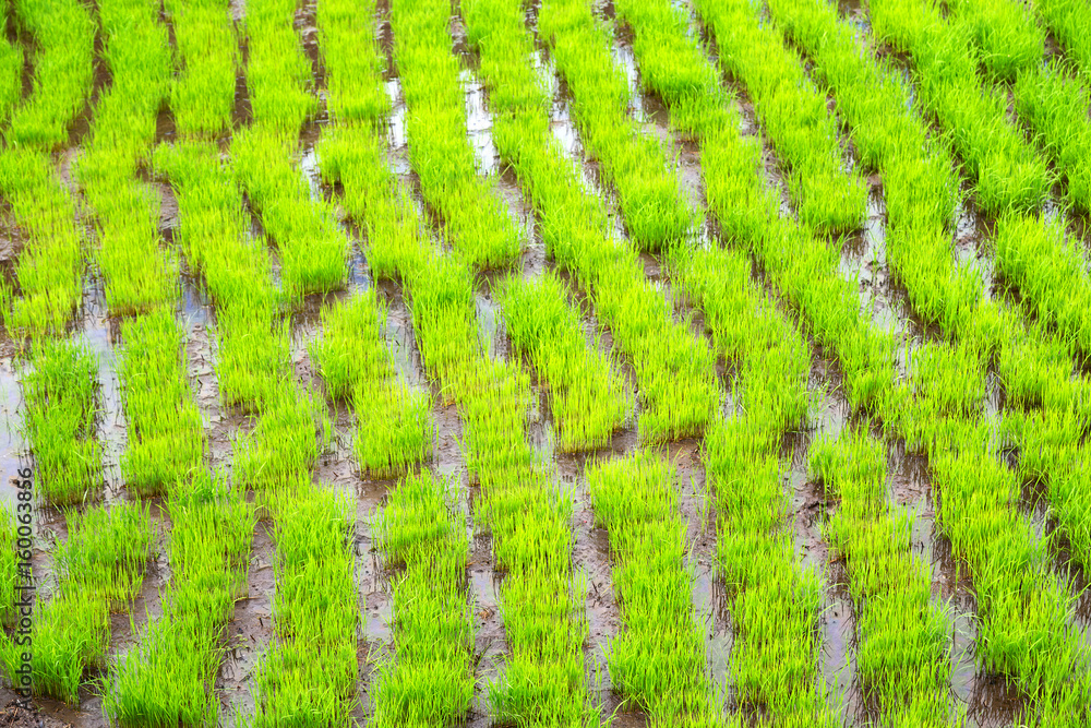 terrace field for coultivation of rice terrace field for coultivation of rice