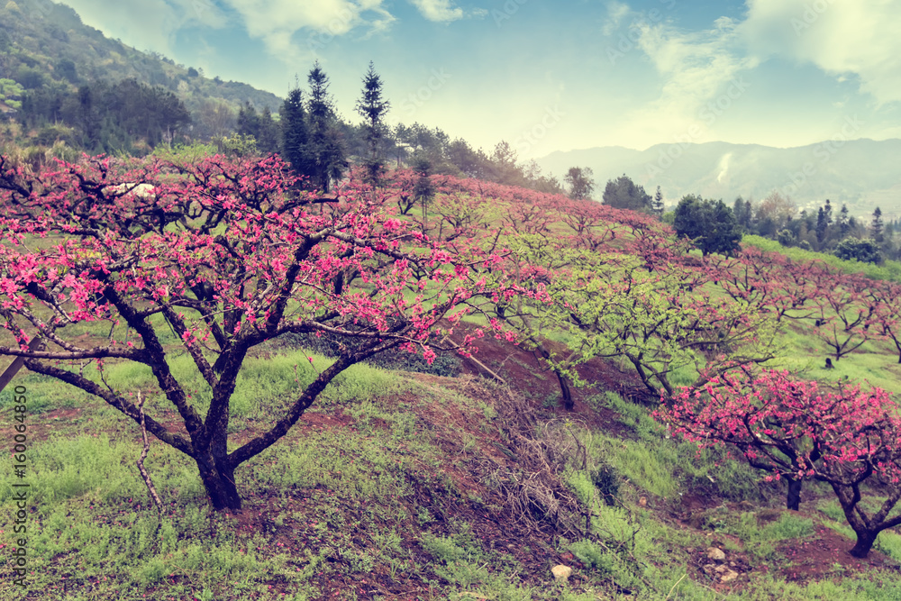 Peach Blossom in moutainous area in heyuan district, guangdong province, China. Peach Blossom in moutainous area in heyuan district, guangdong province, China.