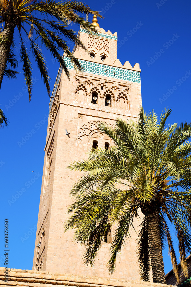 history  maroc africa palm  and the blue