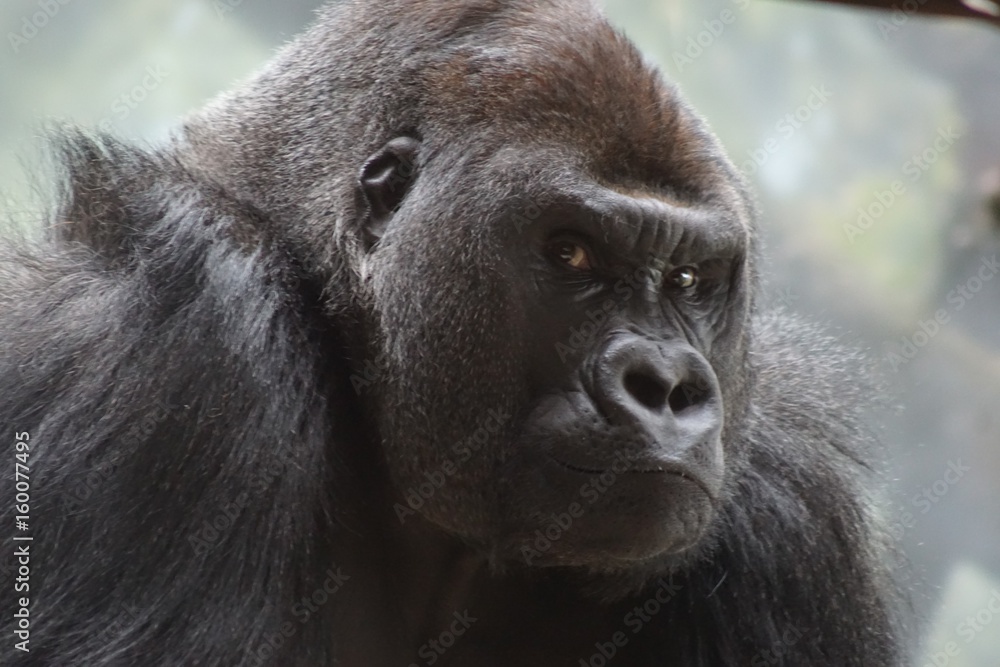 Gorilla staring Gorilla staring