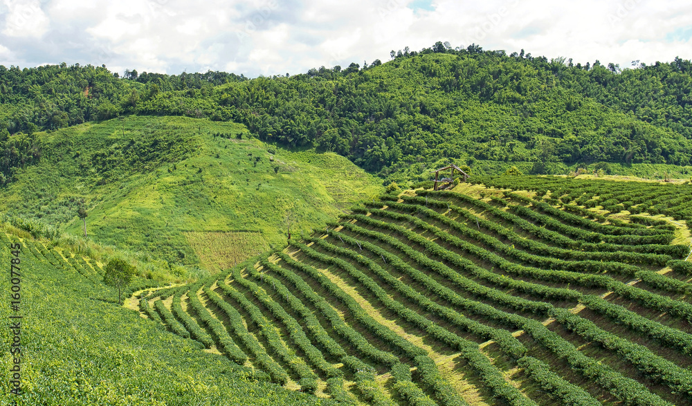 Fresh green tea plantation on nature background