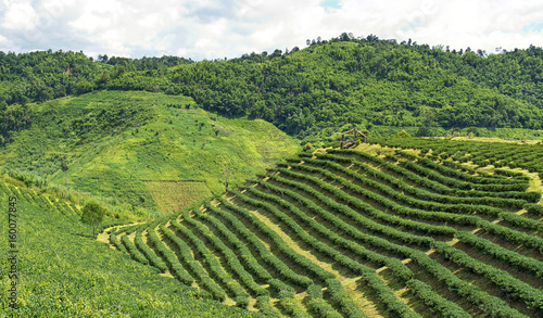 Fresh green tea plantation on nature background