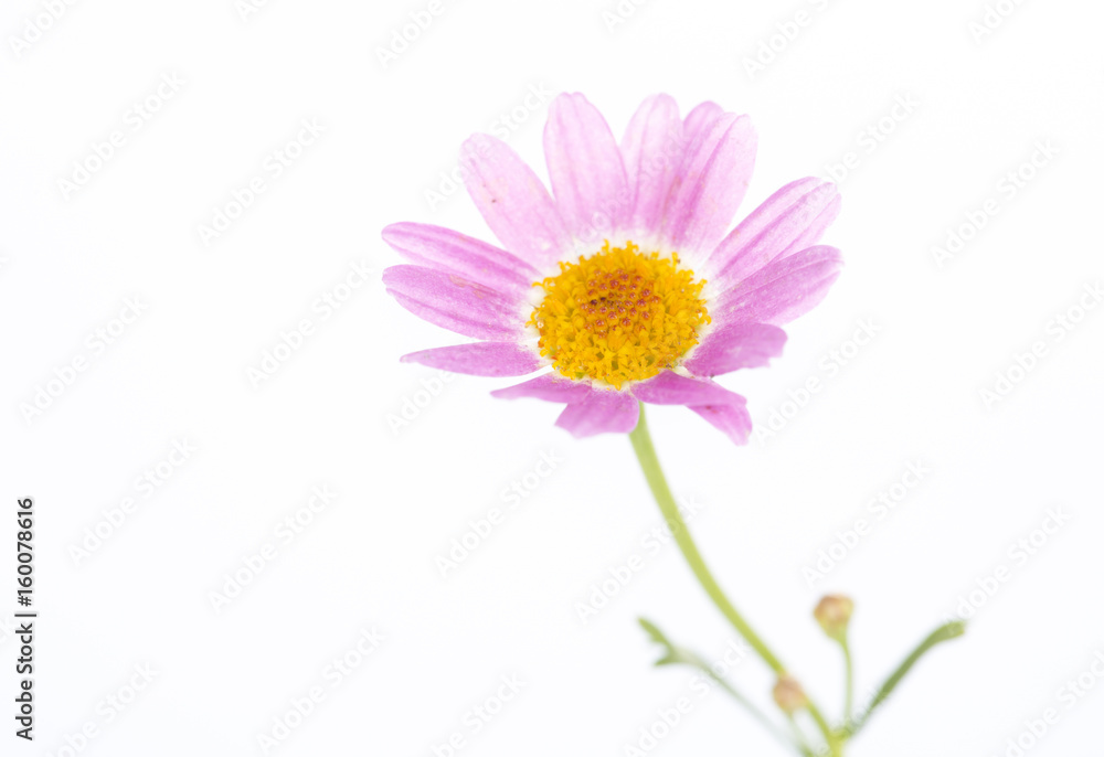 Fototapeta premium Single delicate daisy, Closeup on the white background.