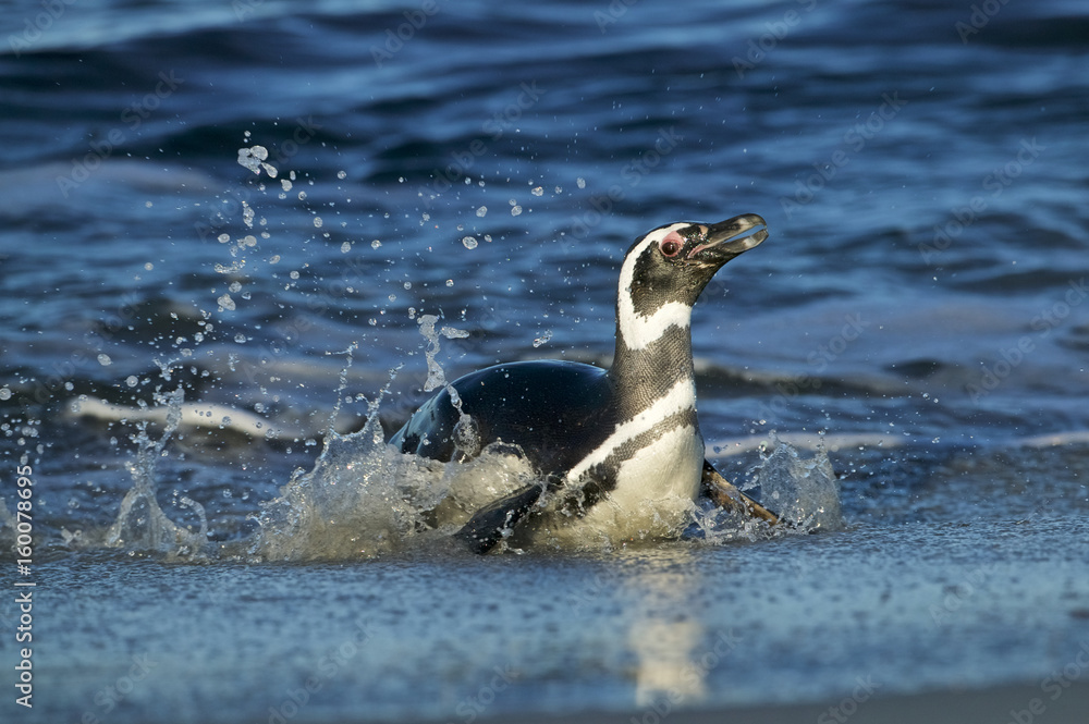 Fototapeta premium Magellanic Penguin (Spheniscus magellanicus)