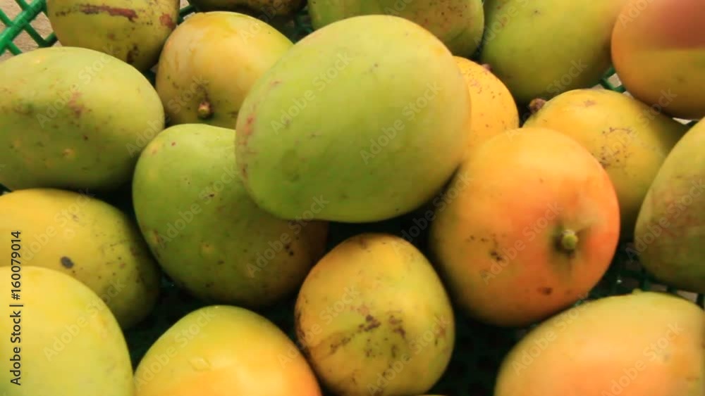 Harvest mango in the garden
Harvest mango in the garden