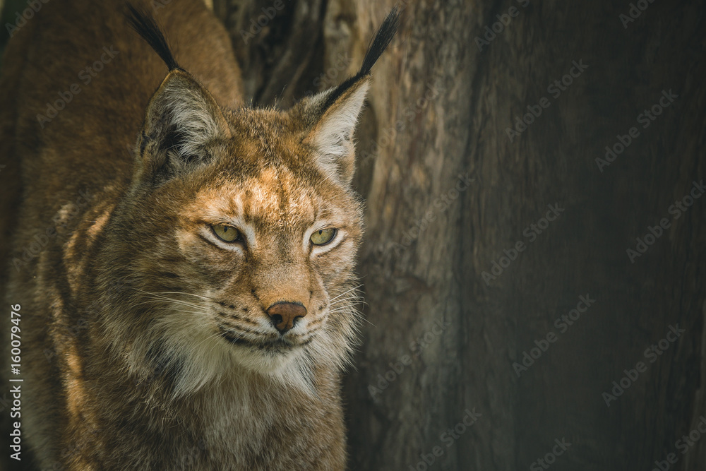 Obraz premium bobcat