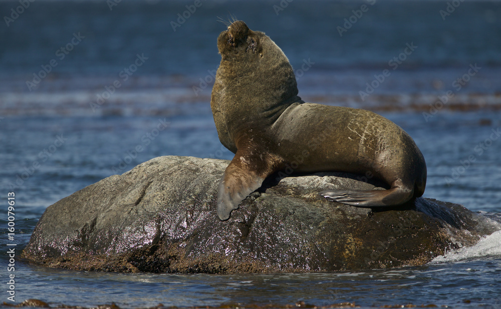 Fototapeta premium Southern Sea Lion (Otaria flavescens)
