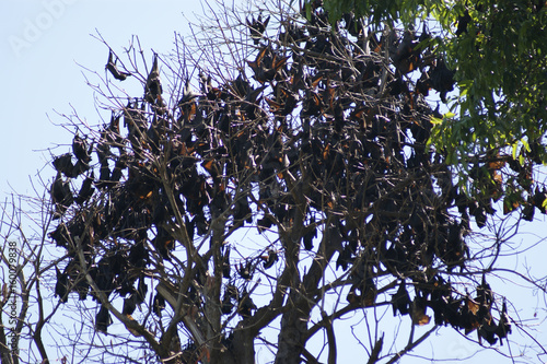 hordes of bats photo