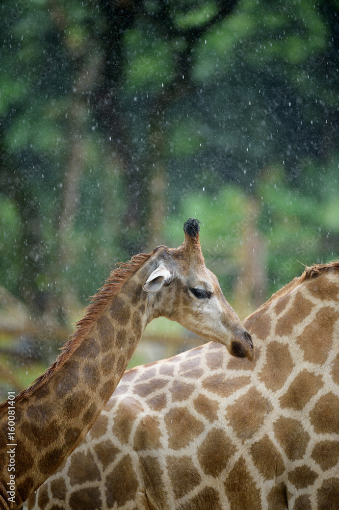 Obraz premium giraffe