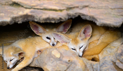 Φωτογραφία big ear fox