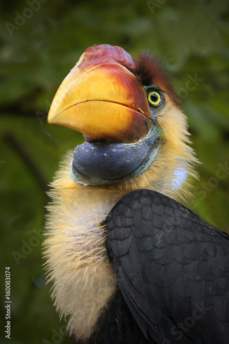 hornbill photo