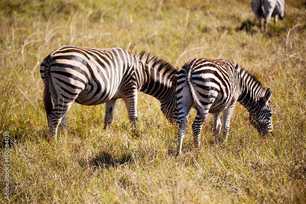 in south africa wildlife nature reserve and zebra in south africa wildlife nature reserve and zebra