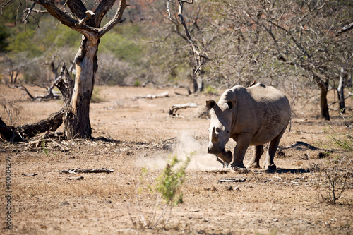   in south africa     wildlife     reserve and   rhinoceros photo