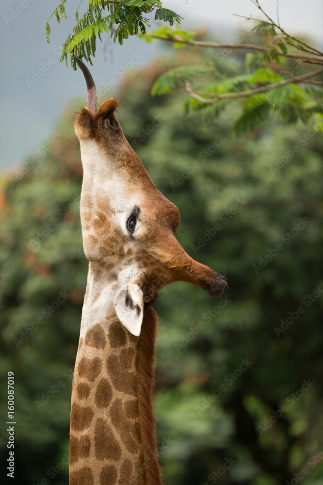 Naklejka premium hungry giraffe