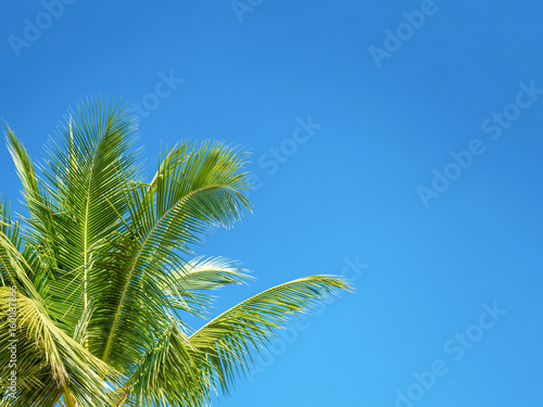 Tree leaf in frame view which looking up against sky, Holiday summer tropical plant