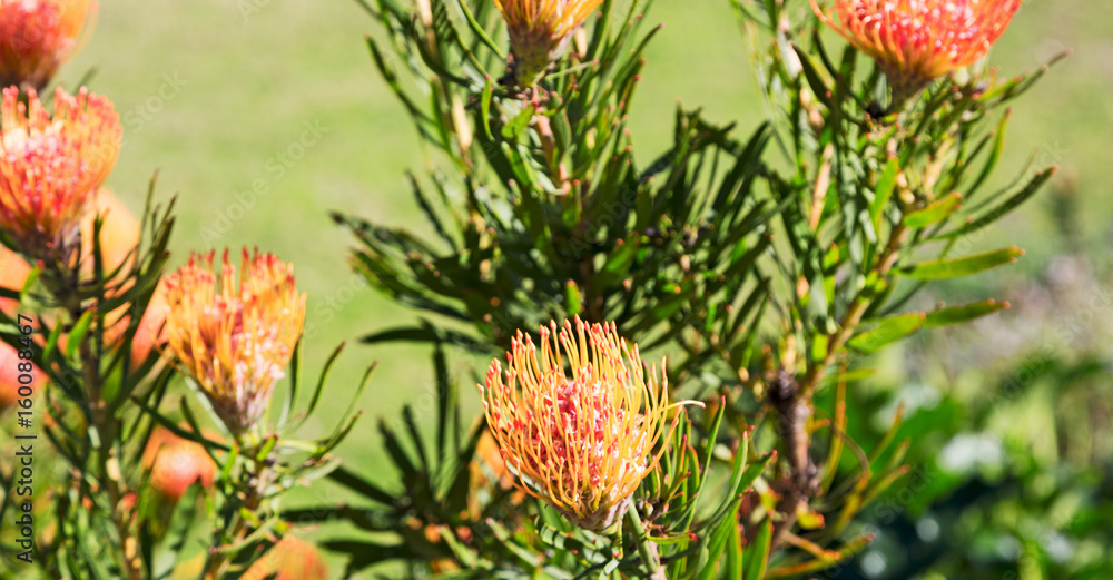 in south africa close up of the red orange cactus flowe in south africa close up of the red orange cactus flowe