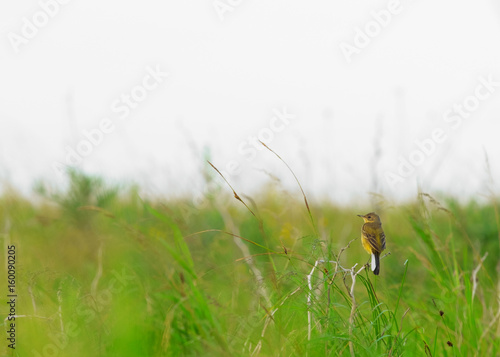 field yellow Wagtail bird sitting on a branch in the green grass © Ambartsumian
