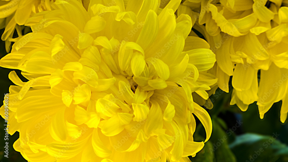Fototapeta premium Yellow Glory