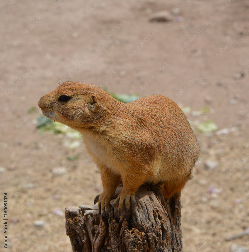 Prairie Dog Looking Left/Close up of prairie dog sitting on stump turning Prairie Dog Looking Left/Close up of prairie dog sitting on stump turning