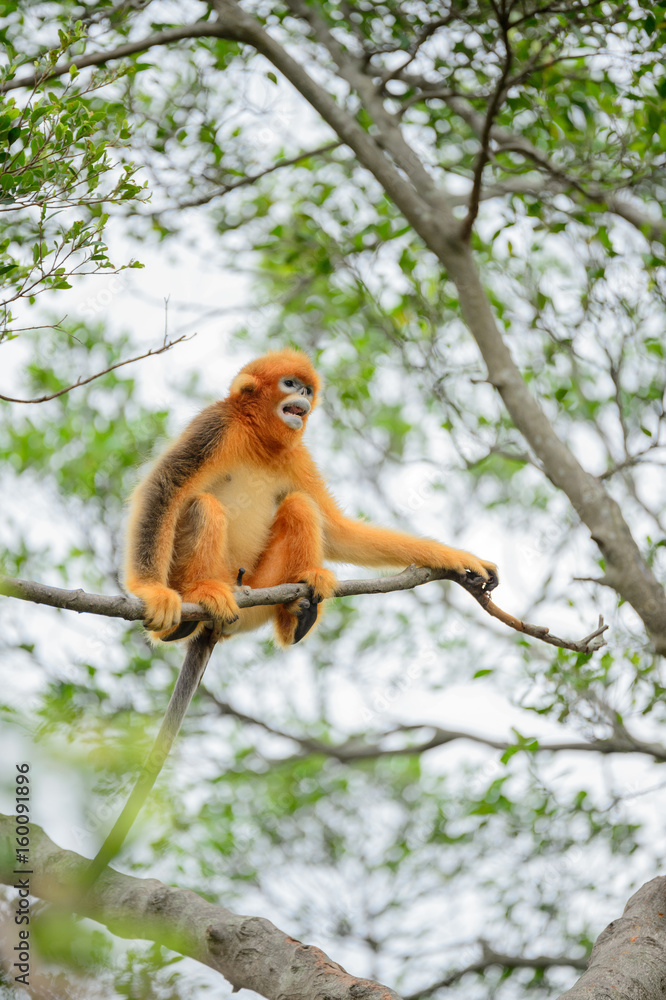 Naklejka premium złota małpa