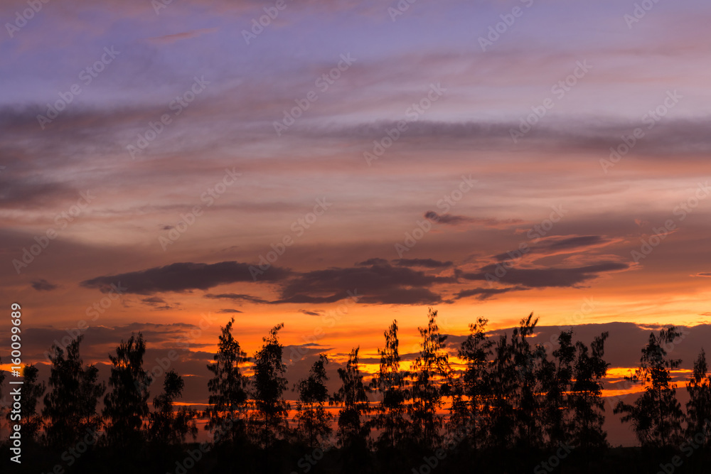 pine tree silhouette in beautiful sunset