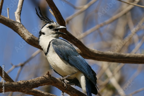 Blue Jay