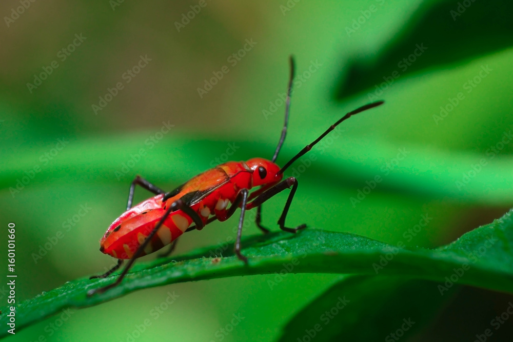Fototapeta premium a insect on a leaf 
