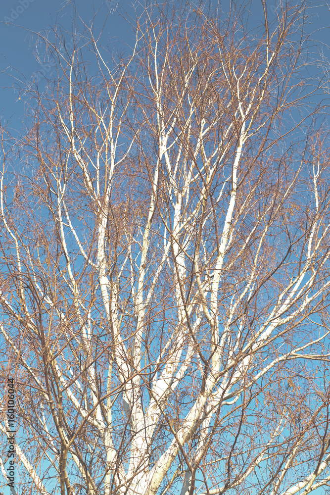  old tree and his branches in the clear sky