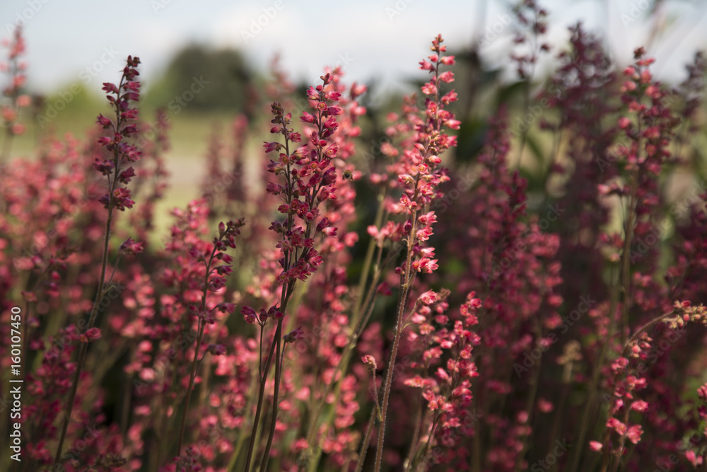 Close View Sunlit Coral Bell Blooming Plants, Bright and Soft Pink Flower Petals, Blue Sky/Trees in Background, Daytime Close View Sunlit Coral Bell Blooming Plants, Bright and Soft Pink Flower Petals, Blue Sky/Trees in Background, Daytime