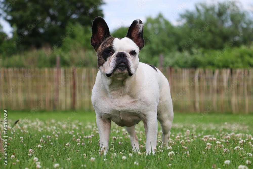 französische bulldogge steht im garten