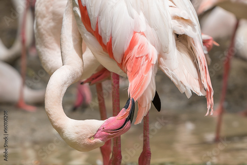 The flamingo is using its bill to preen the feathers.