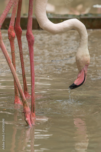 Flamingo head shot