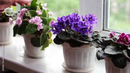 Wallpaper Mural Woman remove flower pots with beautiful, blooming, tender violet, red, pink violets bloom on the windowsill Torontodigital.ca