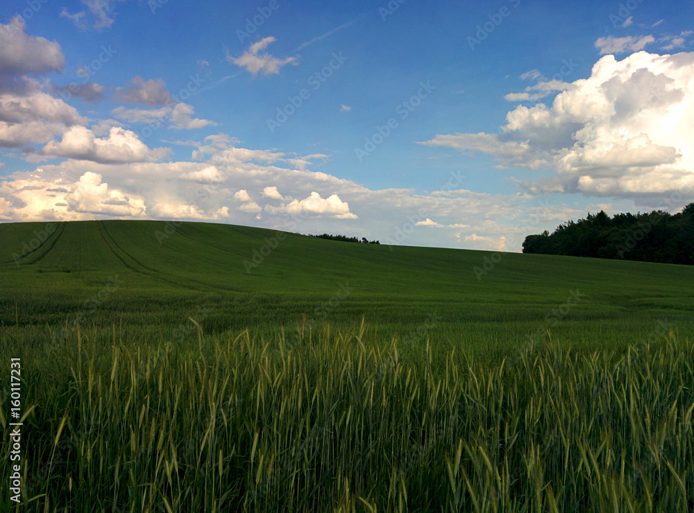 Obraz premium green young wheat