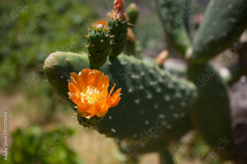 Cactus Flower © Marcel Rudolf