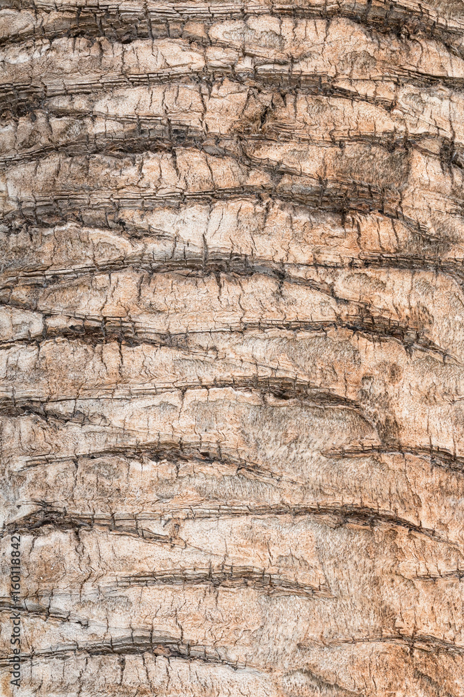 Texture of palm bark, with light brown colors Texture of palm bark, with light brown colors
