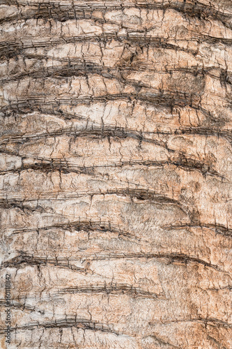 Texture of palm bark, with light brown colors