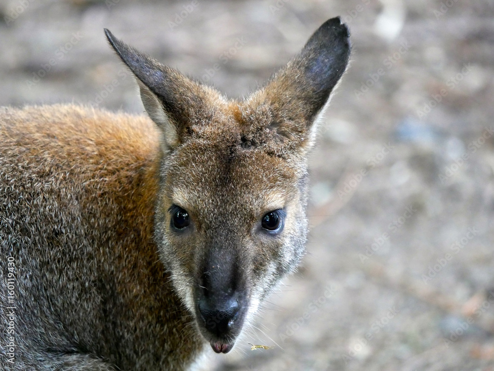Fototapeta premium Wallaby de Bennett