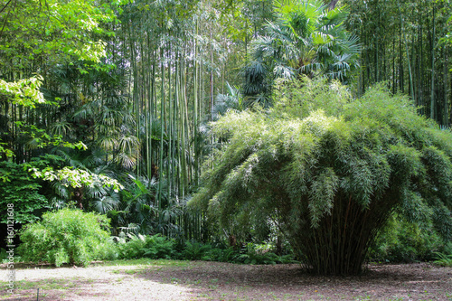 Forêt de bambous photo