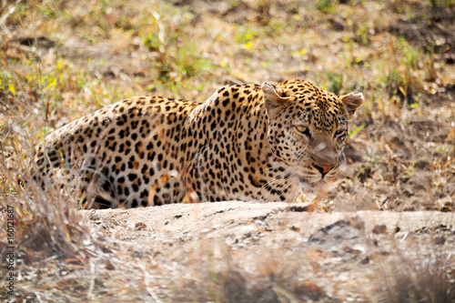  in south africa kruger natural park wild leopard