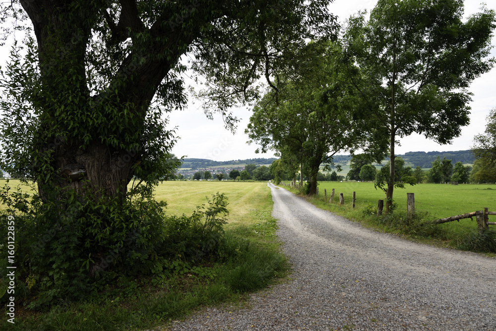 Pfad durch gruene Wiese mit Baeumen, Path through green meadow with trees