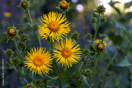 Medicinal plant elecampane high - yellow flowers and buds
