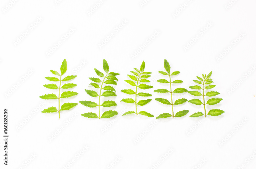 Obraz premium 山椒_Japanese_pepper_004