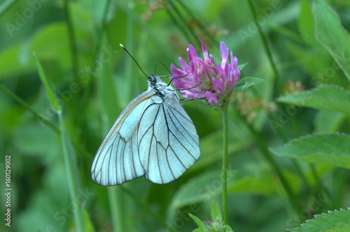 Baumweissling an Blume photo