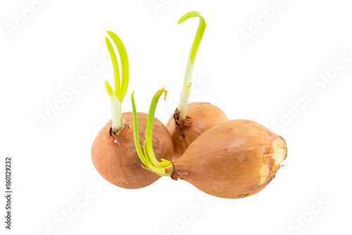 Yellow onion with green shoots isolated on white background